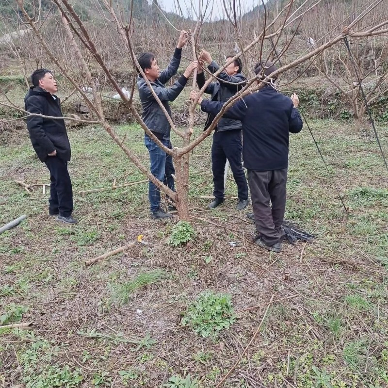 优质六马蜂糖李苗