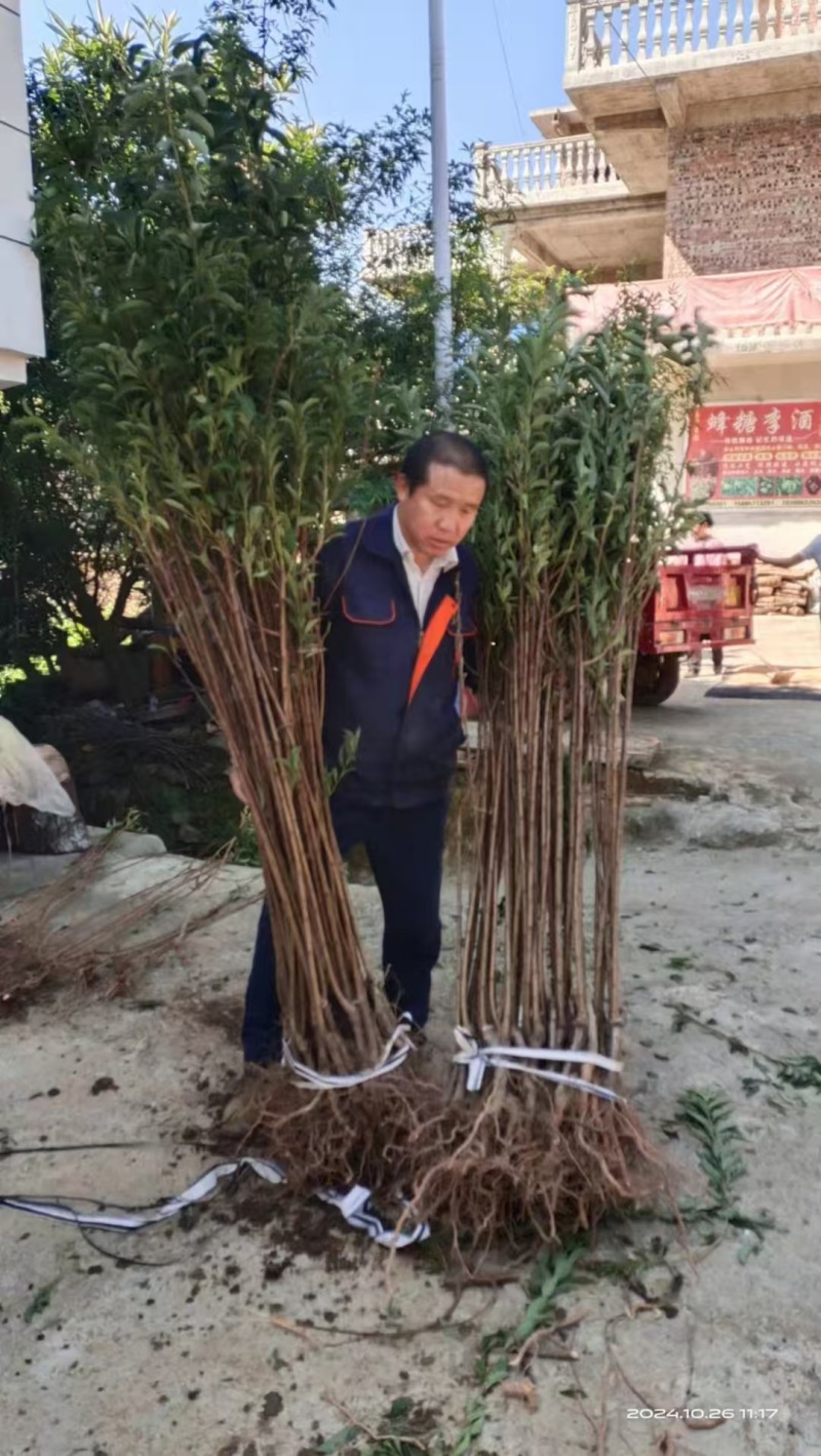 优质六马蜂糖李苗