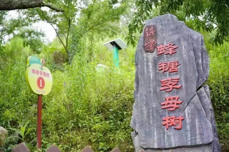 优质六马蜂糖李苗