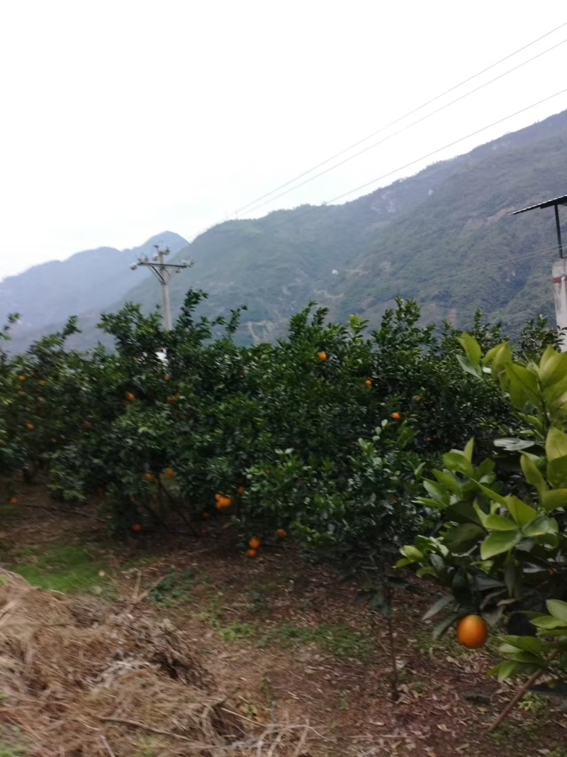 雷波脐橙山上脐橙
