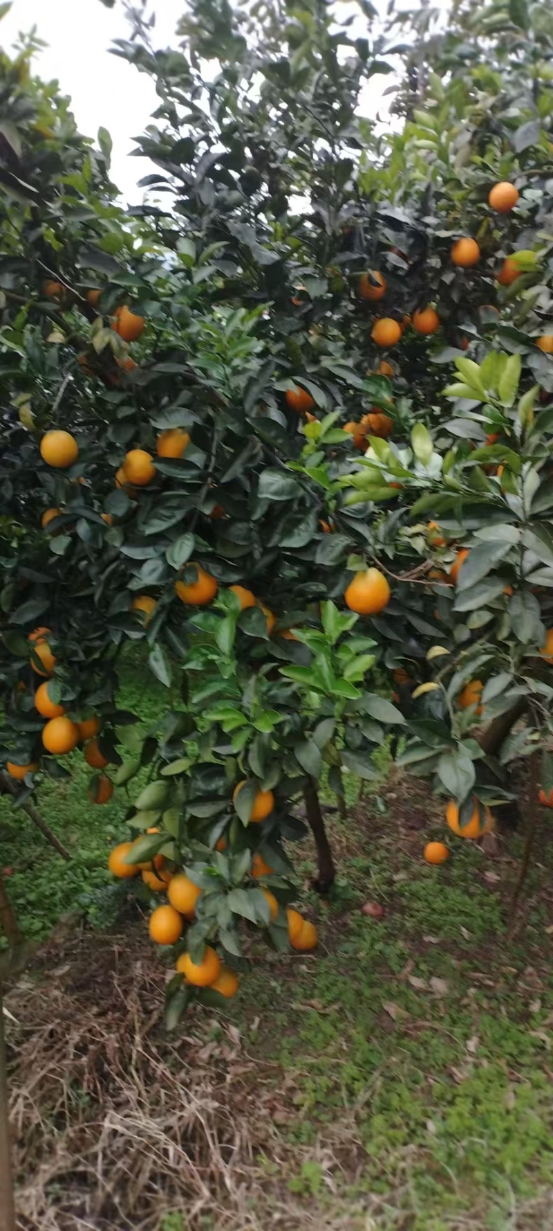 雷波脐橙山上脐橙