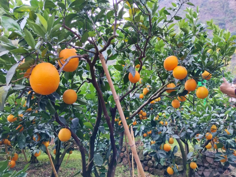 雷波脐橙山上脐橙