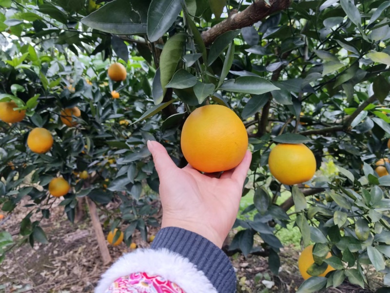 雷波脐橙山上脐橙