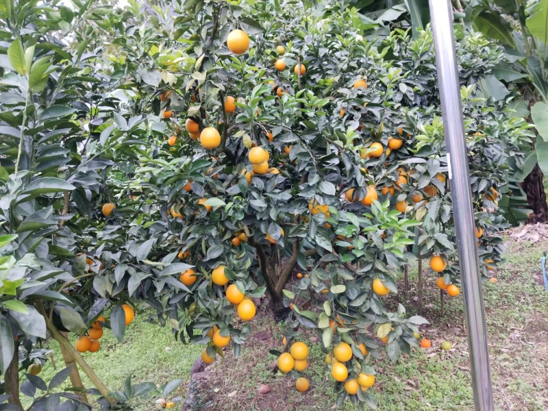 雷波脐橙山上脐橙