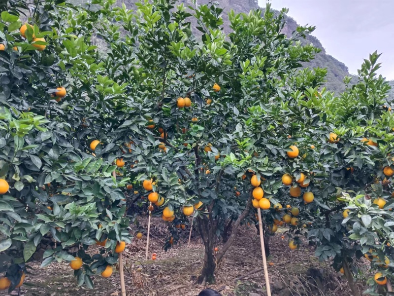 雷波脐橙山上脐橙