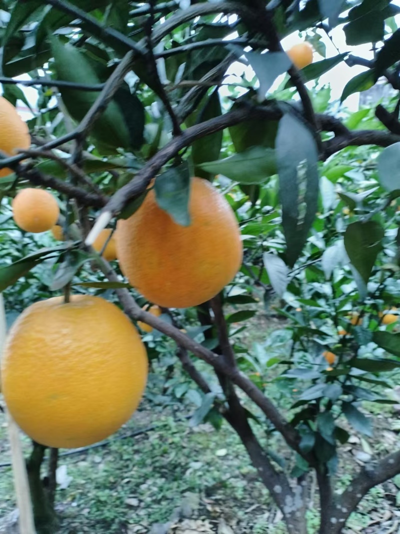 雷波脐橙山上脐橙