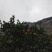 雷波脐橙山上脐橙