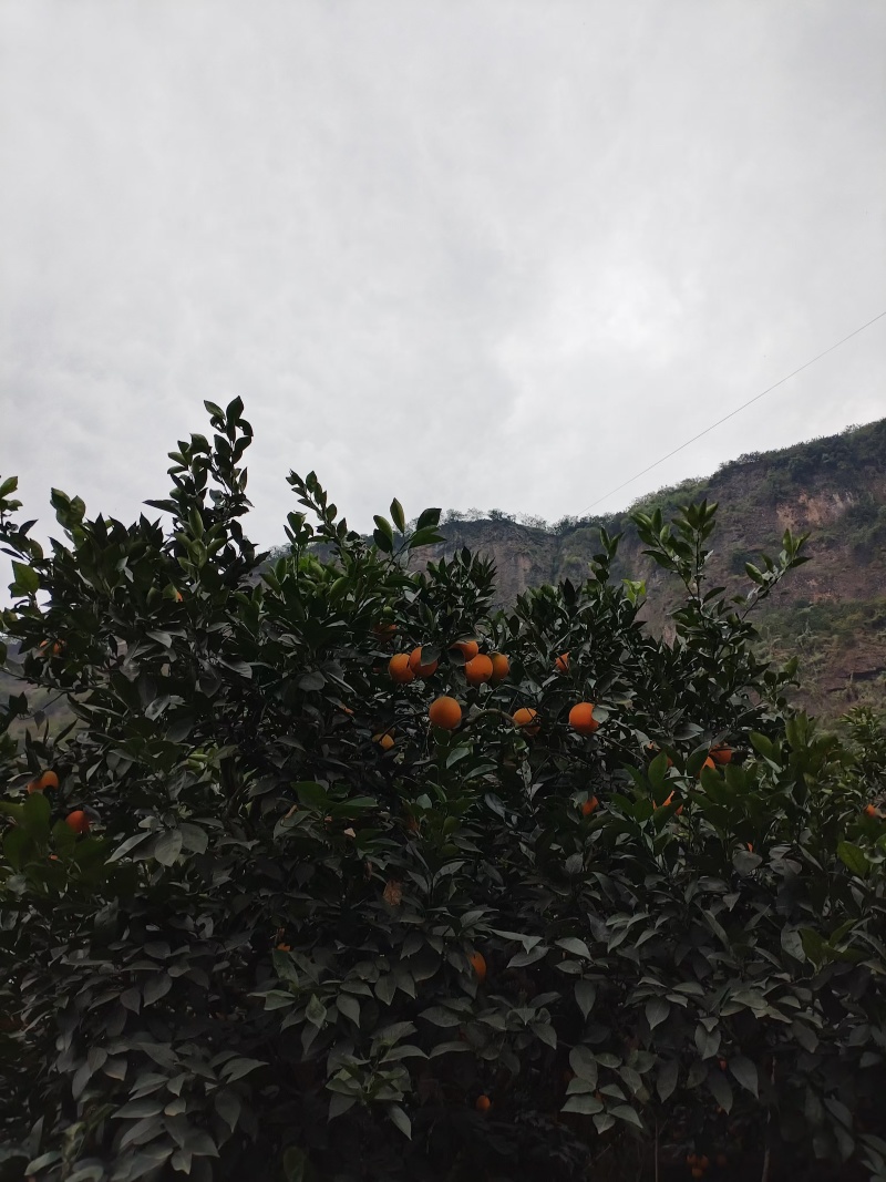 雷波脐橙山上脐橙