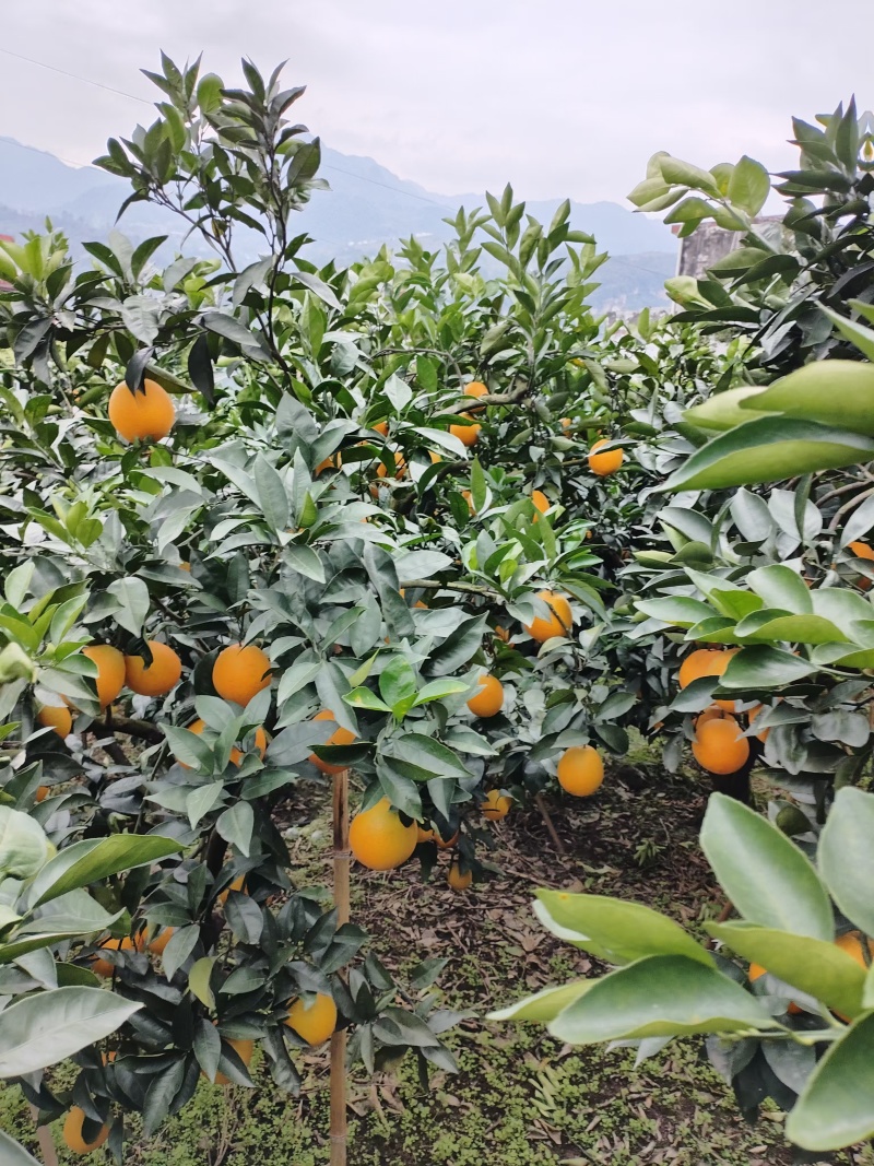 雷波脐橙山上脐橙