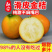 【广西融安滑皮金桔】现摘新鲜纯甜水果应季橘子脆皮孕妇水果