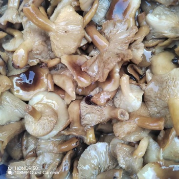 北风菌牛肝菌小白菌产地直销