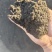 抚顺惠翔优质草炭，育苗基质。