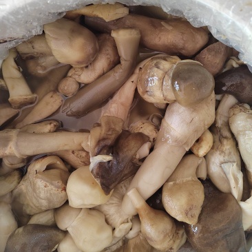 牛肝菌盐渍菌产地直销一手货源