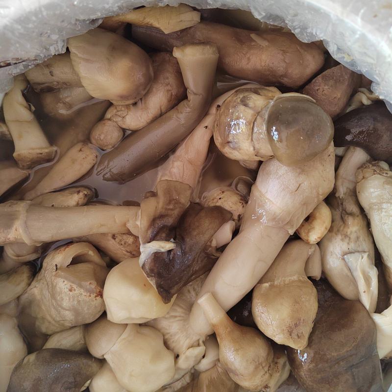 牛肝菌盐渍菌产地直销一手货源