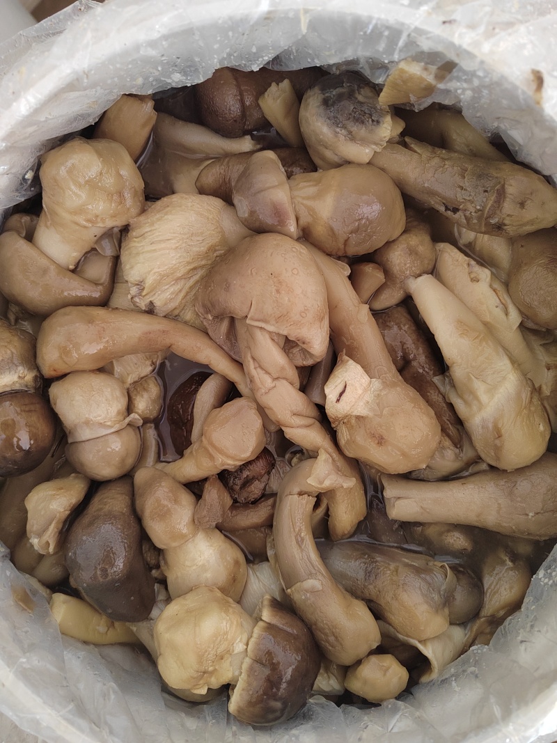 牛肝菌盐渍菌产地直销一手货源