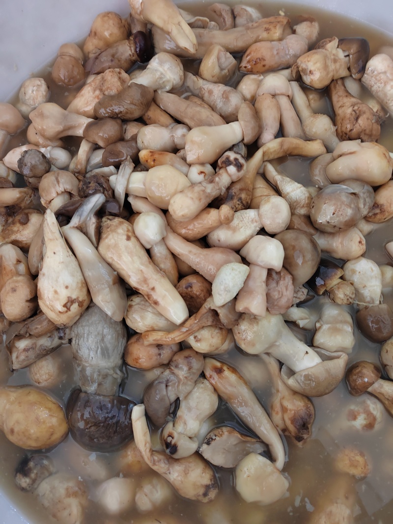 牛肝菌盐渍菌产地直销一手货源