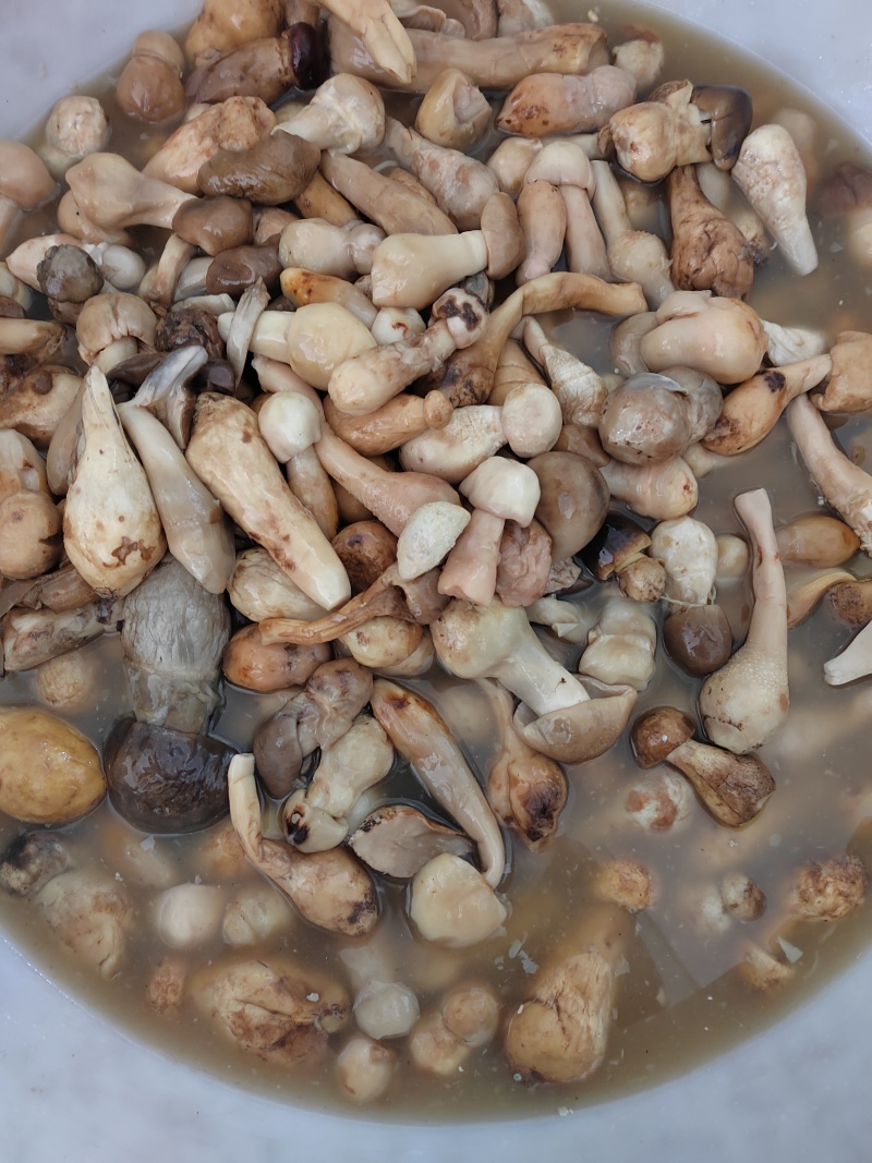 牛肝菌盐渍菌产地直销一手货源