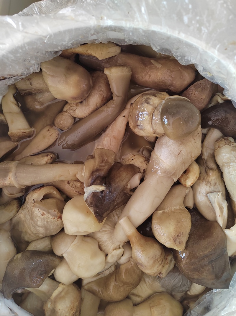 牛肝菌盐渍菌产地直销一手货源