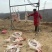 纯放养山羊羔子肉跑山羊肉质鲜美新鲜发货