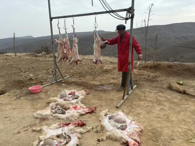 纯放养山羊羔子肉跑山羊肉质鲜美新鲜发货