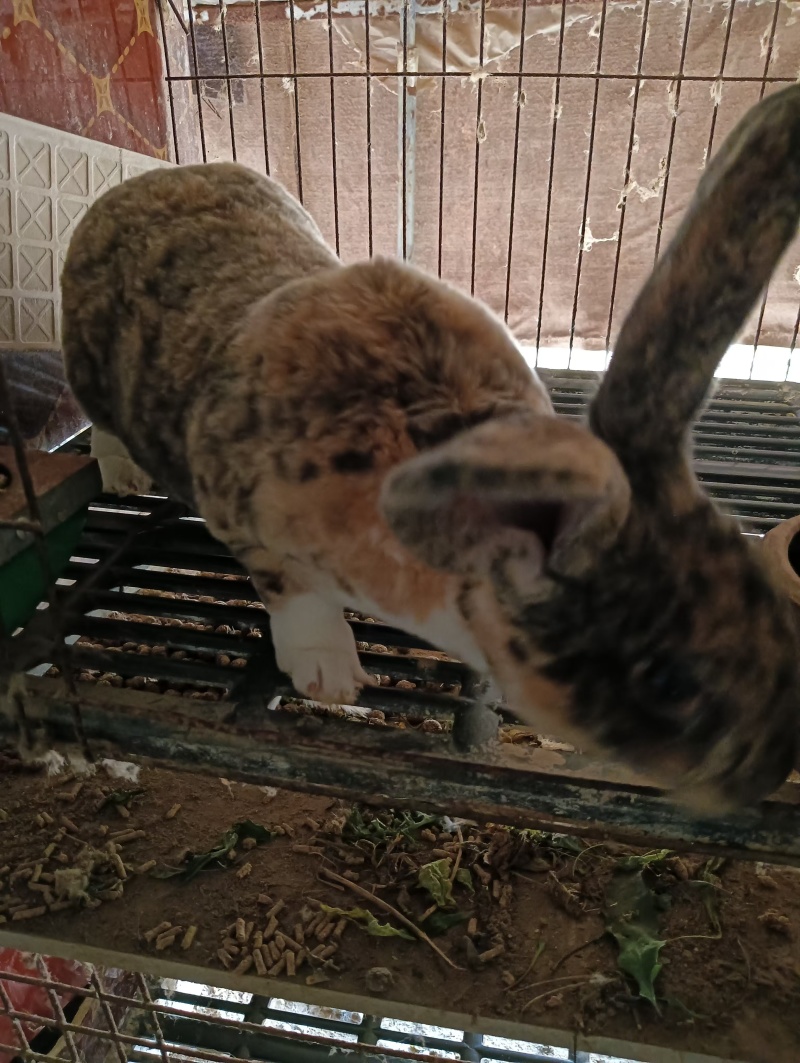 我场出售猎豹兔欢迎大家前来选购