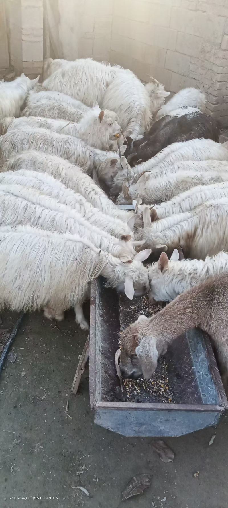 甘肃山羊肉山羊羔子肉跑山羊肉质鲜美量大从优