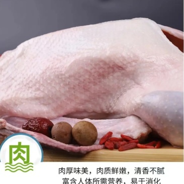 大鹅批发，大量到货，冬天到了，铁锅炖大鹅安排起来价格实惠