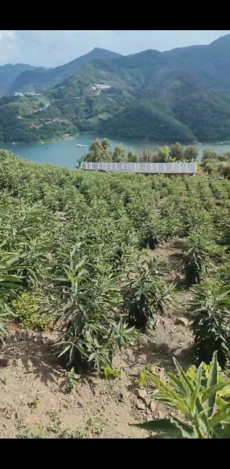 基地自产自销，大量货品，需要求购的联系