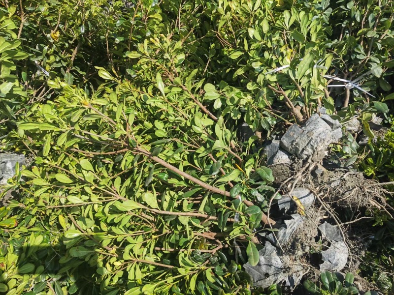 重庆海桐批发重庆苗木基地供应各类规格海桐基地直销
