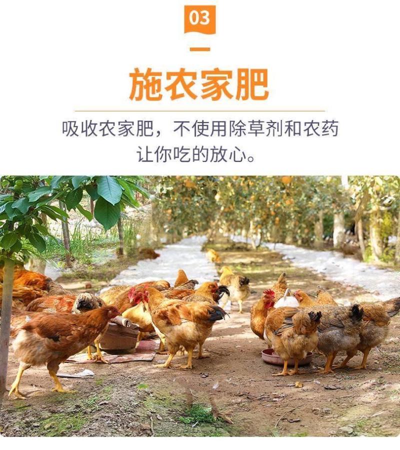 正宗赣南脐橙/全国包邮一件代发/皮薄多汁口感/公司福利