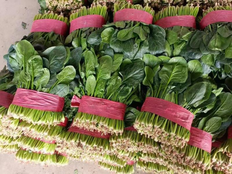 山东成武精品菠菜