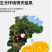 正宗赣南脐橙/全国包邮/一件代发/福利/皮薄多汁中果