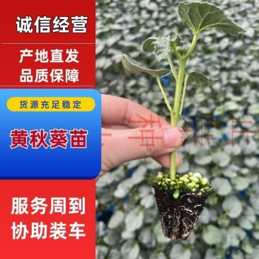 黄秋葵苗秋葵种苗成活率高全国可发货
