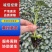 黄秋葵苗秋葵种苗成活率高全国可发货