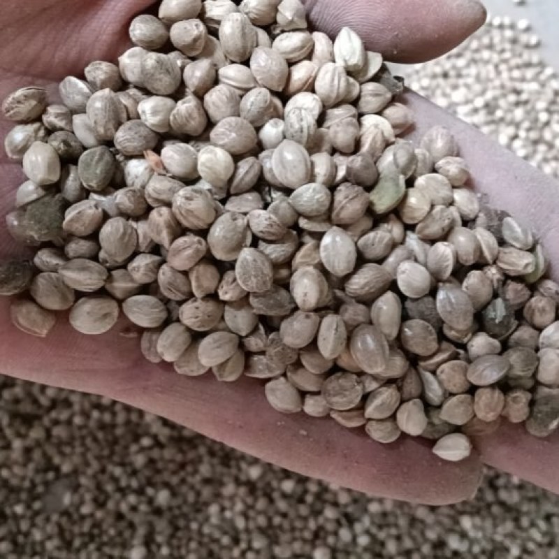 净货火麻籽，现货8-10吨熟的饱满，出仁率饱满需要联