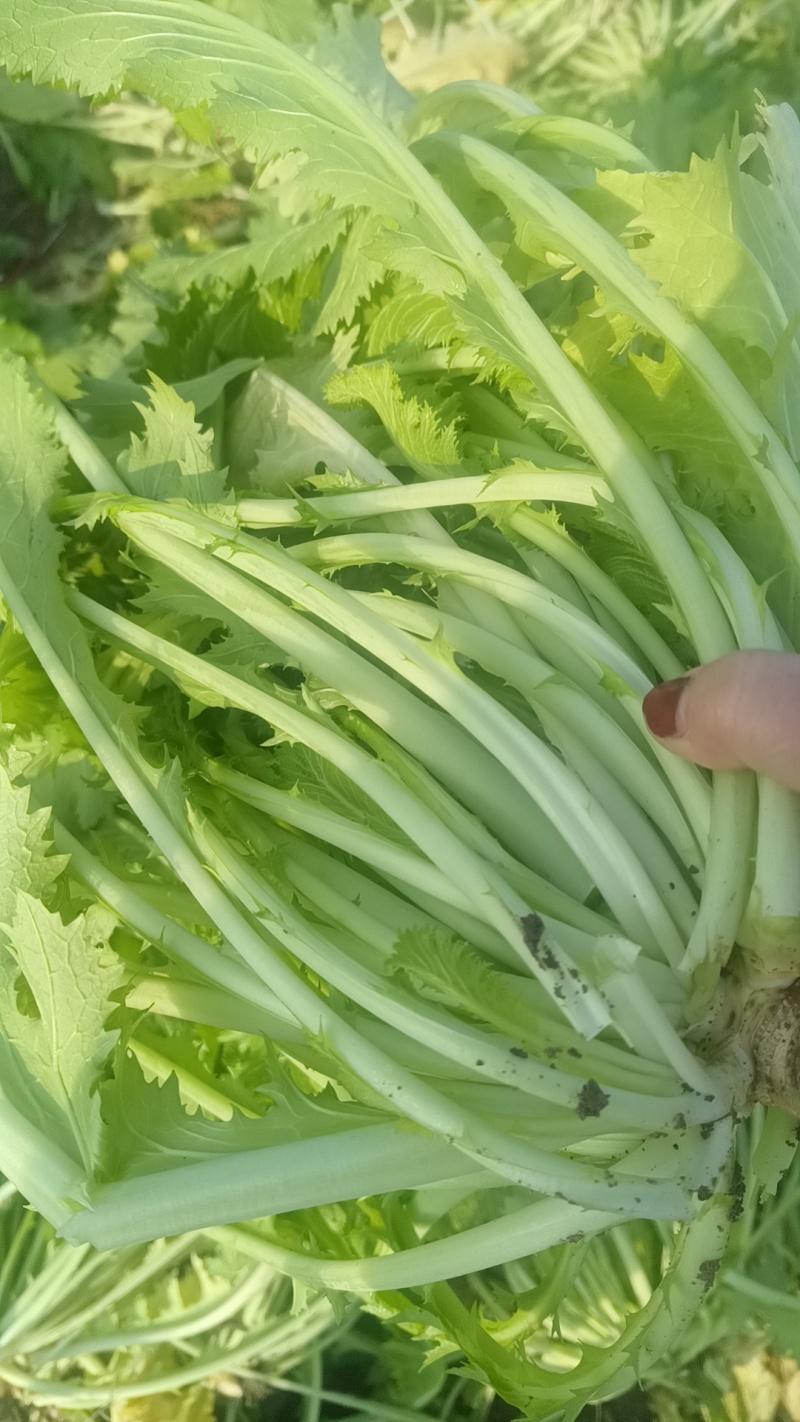 雪地红辣菜，自己种的，0.28一斤五千斤起批