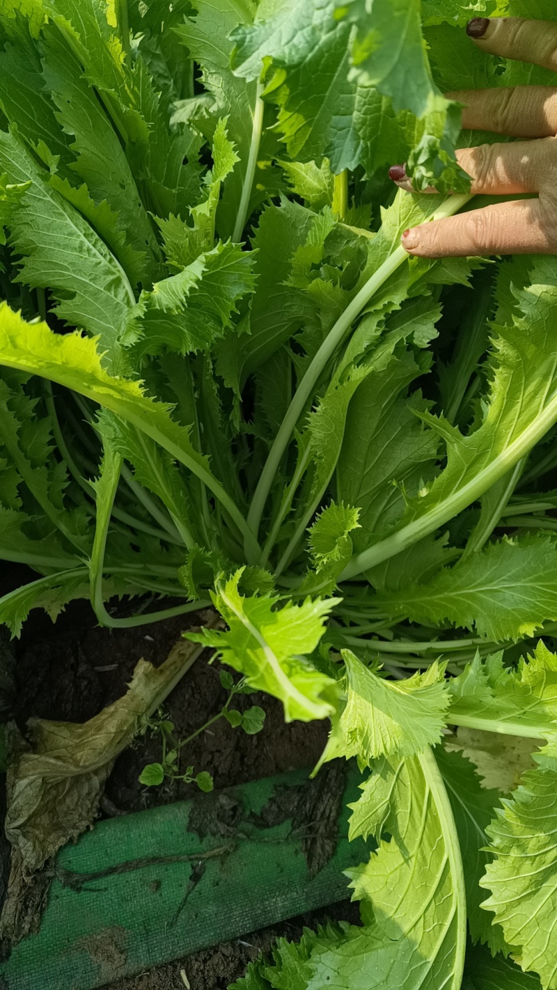 雪地红辣菜，自己种的，0.28一斤五千斤起批