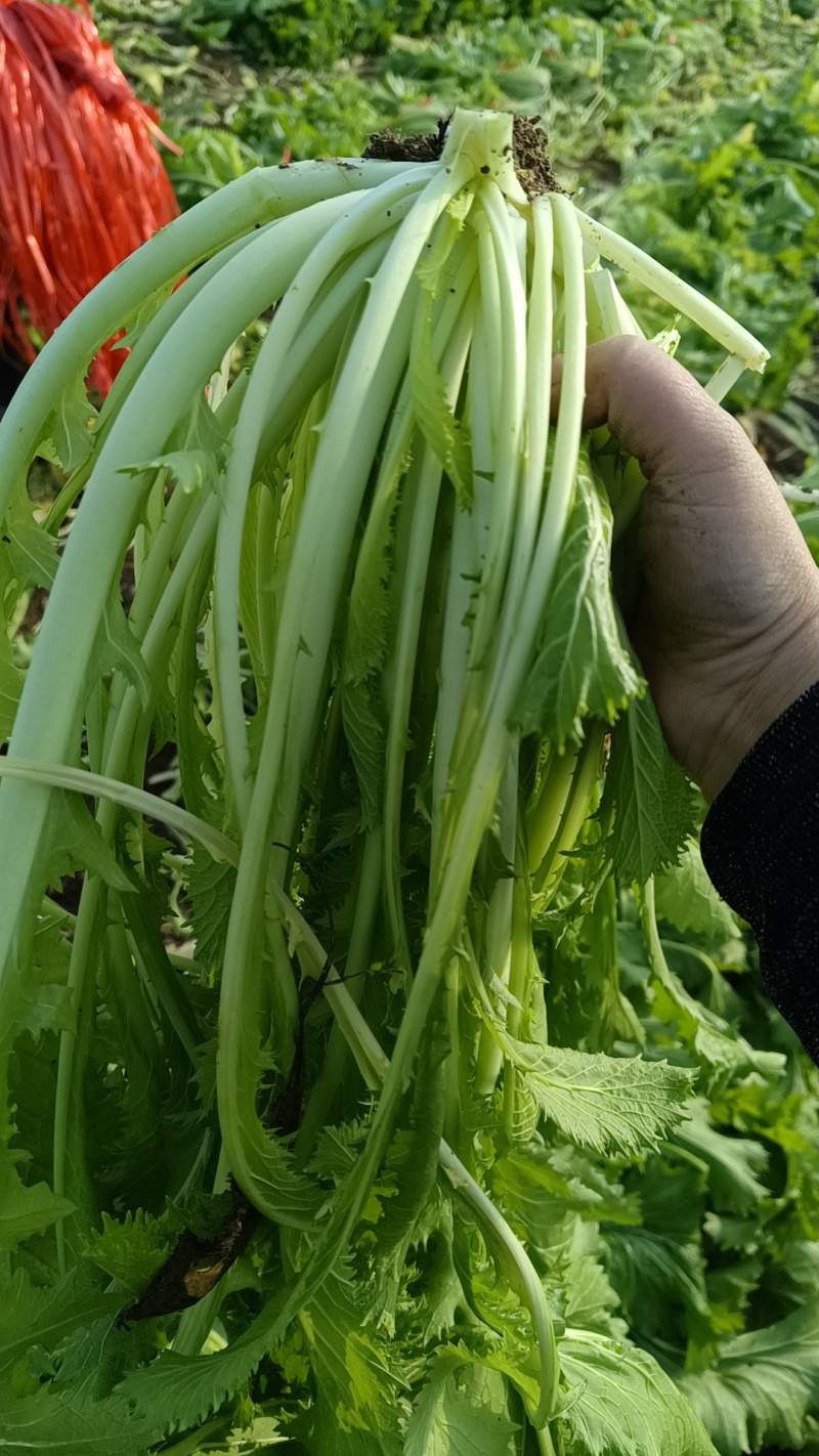 雪地红辣菜，自己种的，0.28一斤五千斤起批