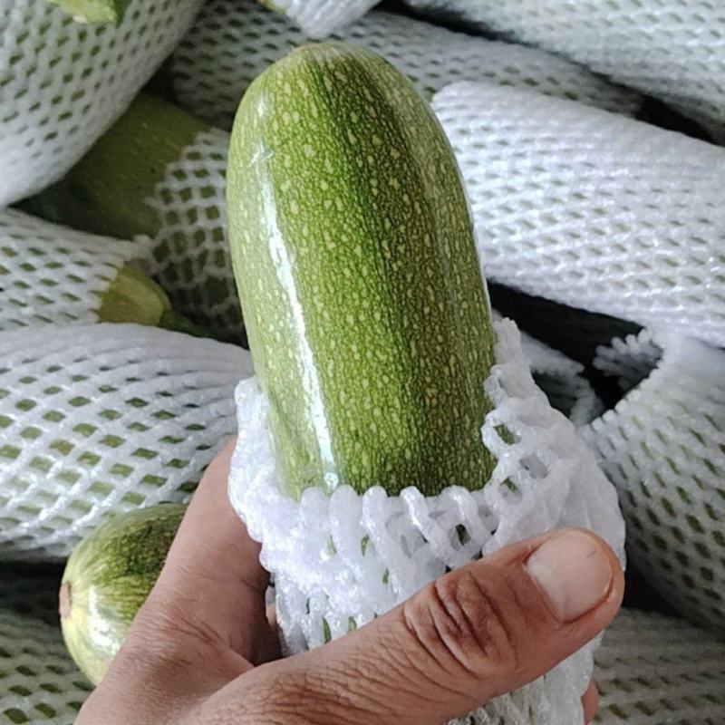 精品西葫芦