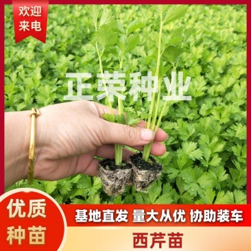 芹菜苗西芹苗现挖现发成活率高穴盘优质芹菜苗