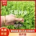 芹菜苗西芹苗现挖现发成活率高穴盘优质芹菜苗