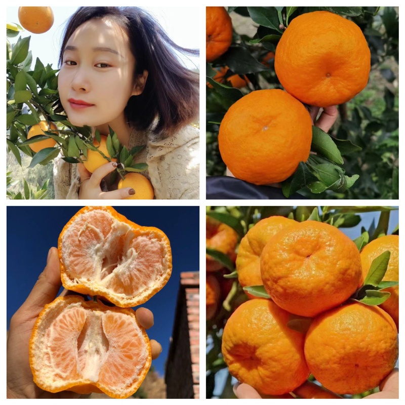 1芦柑柑桔湖北芦柑个大皮薄口感甜坏果包赔视频看货