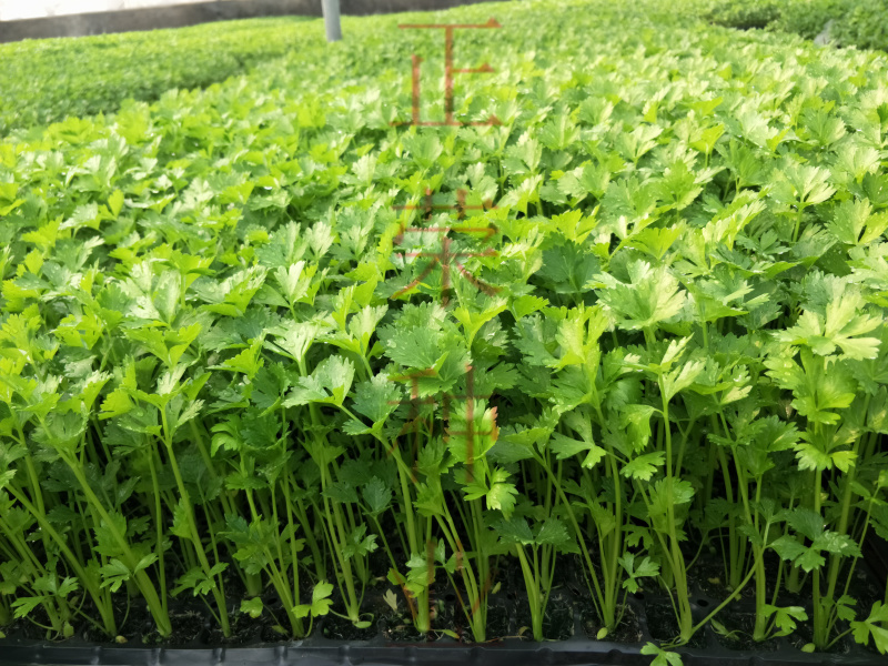 芹菜苗西芹苗现挖现发成活率高穴盘优质芹菜苗