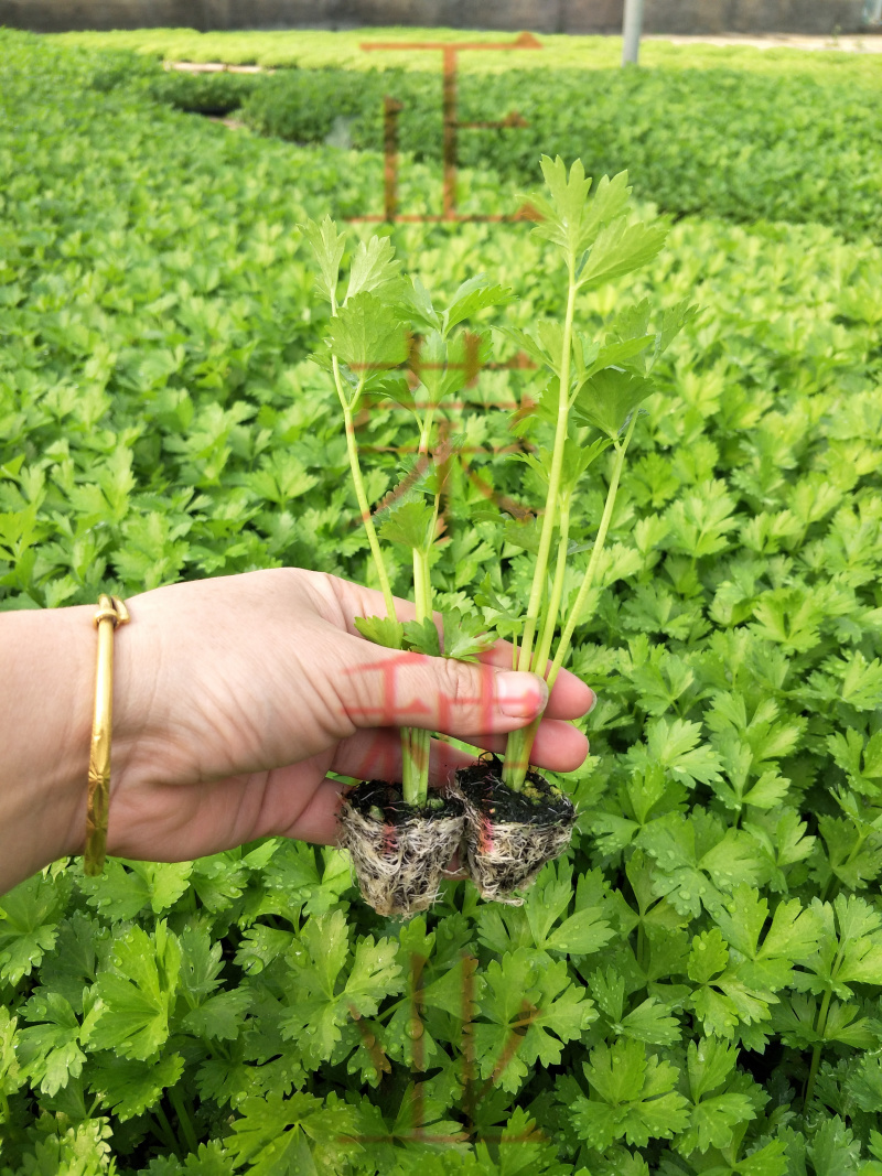 芹菜苗西芹苗现挖现发成活率高穴盘优质芹菜苗