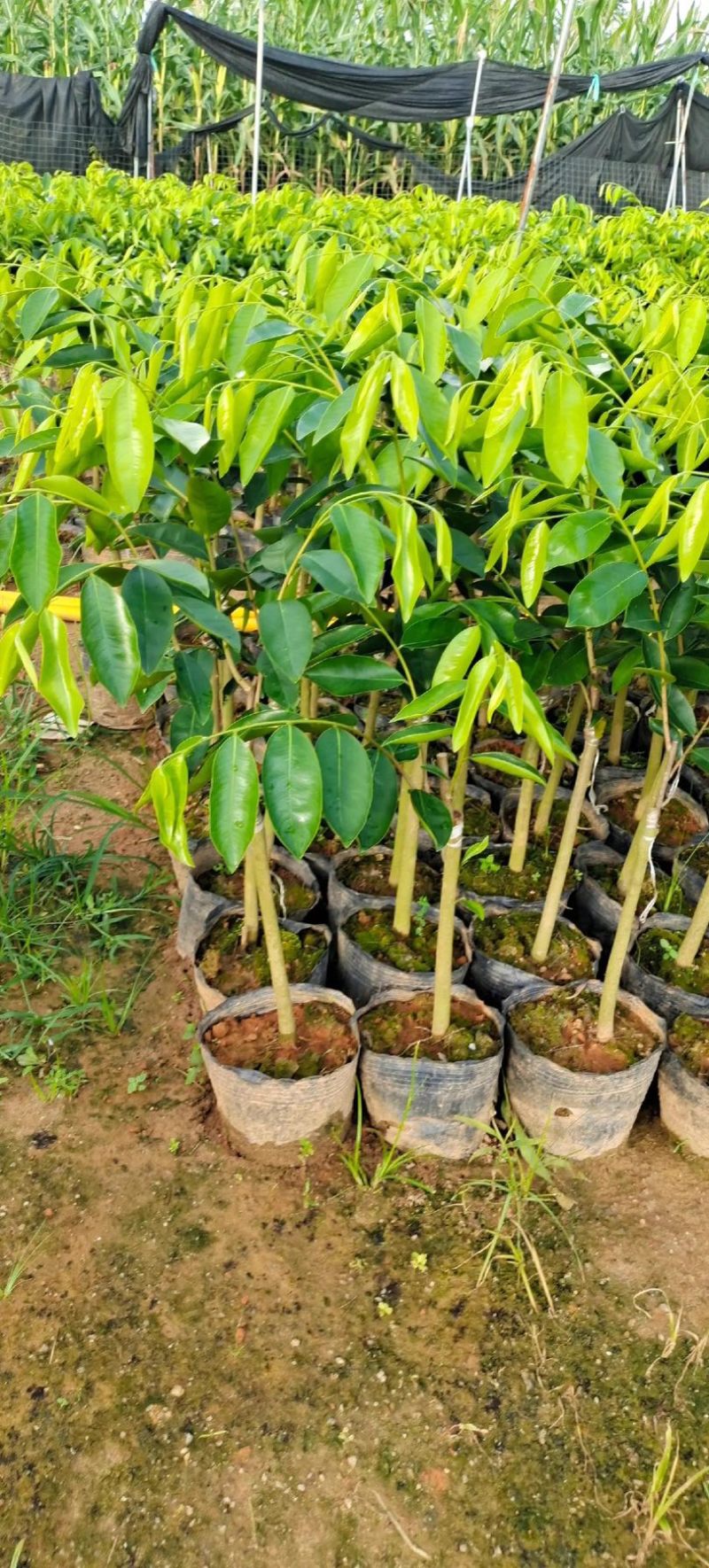 香尖高端