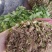精品香菜