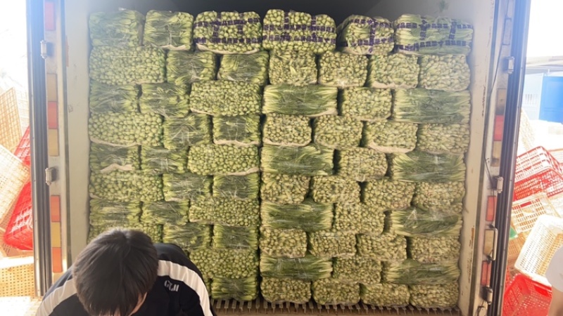 精品小白菜