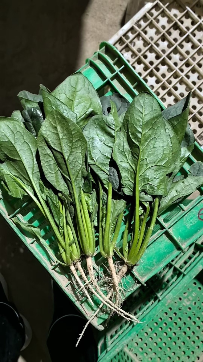 精品大叶菠菜品质保障产地直发货源充足价格优惠