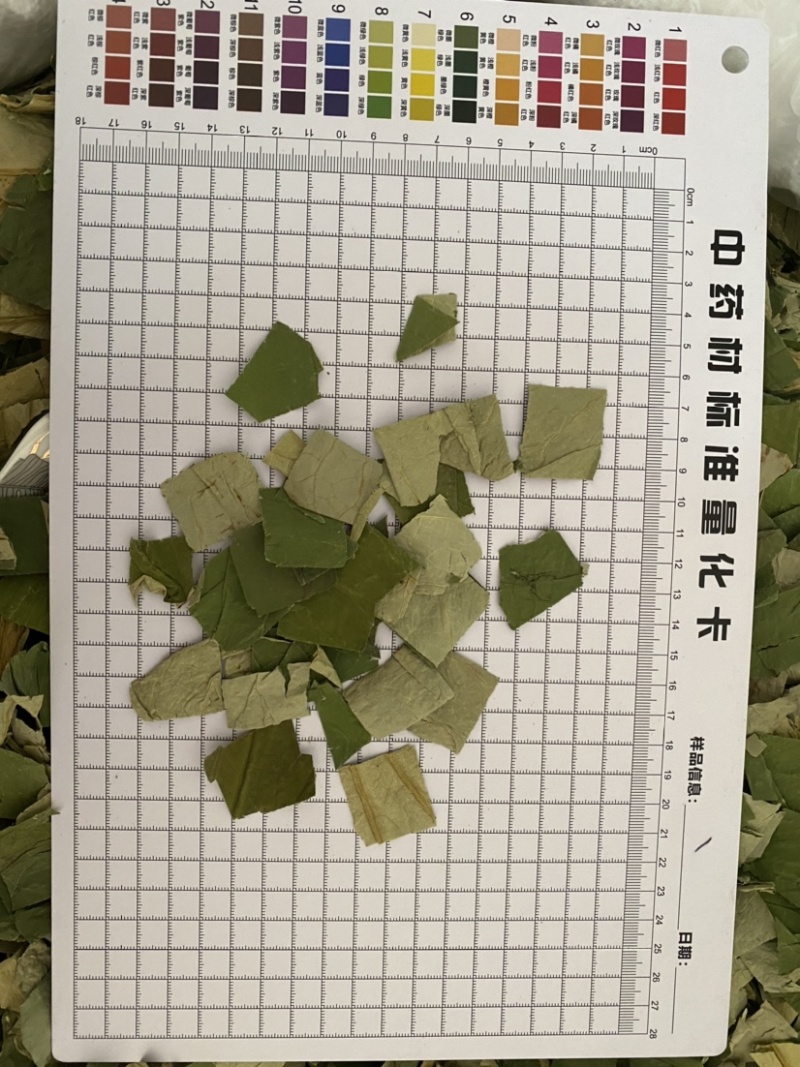 荷叶荷叶块今年新货颜色好