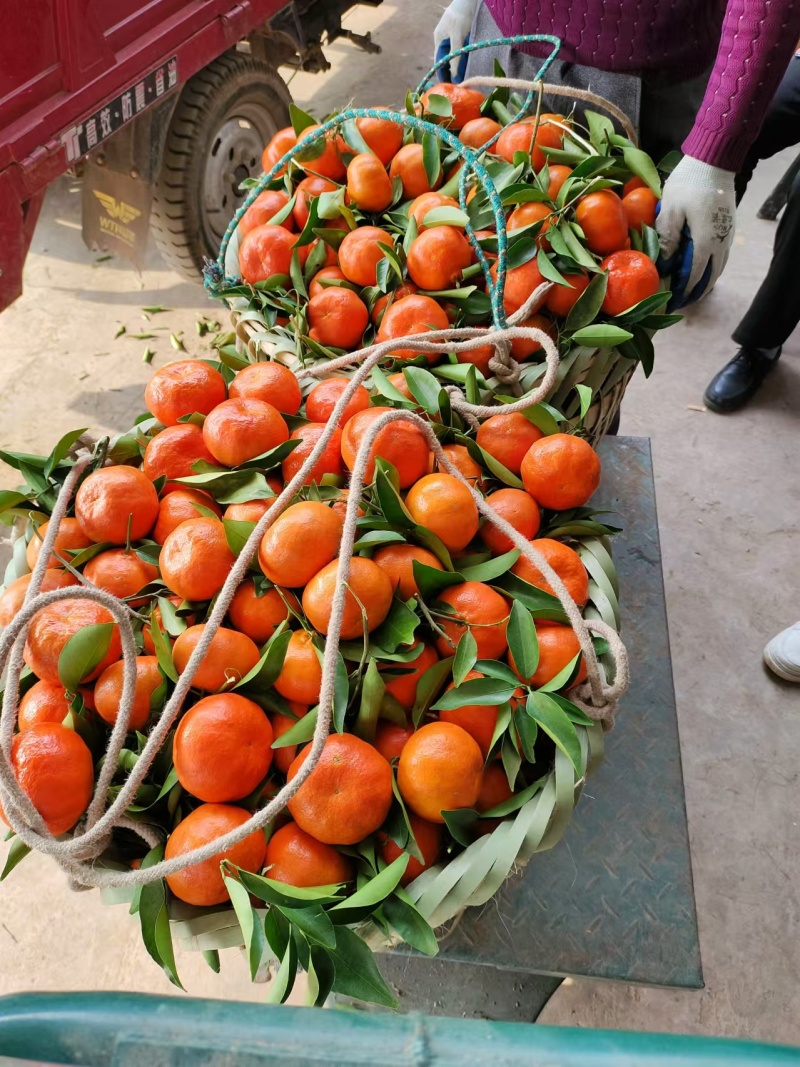 红桔，古红橘，老树红橘，川红桔，红袍柑货源充足，产地直发